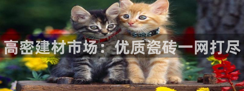 杏鑫平台注册地址