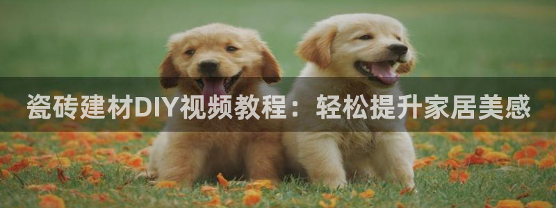 杏鑫平台代理注册